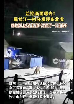 黑龙江有东北虎进村 在路上反复踱步 村民提高警惕保安全