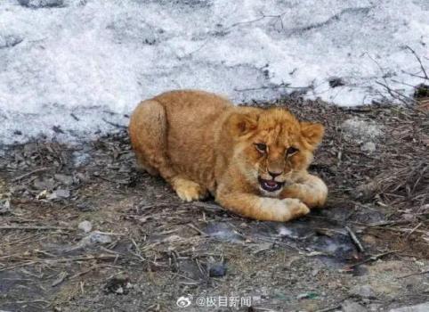 高速路边惊现一只小狮子？官方回应 运输途中遗落已妥善安置