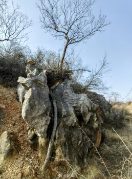 巨石缝隙中顽强生长的榆树 生命奇迹引关注
