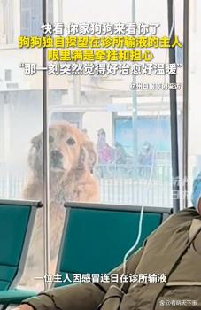 狗狗独自来诊所看望输液的主人 无条件的陪伴
