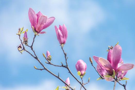 有一种浪漫叫玉兰花开了 蓝天映衬芬芳多姿