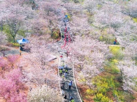 武汉“最美樱花徒步线”开放报名 浪漫春日等你来