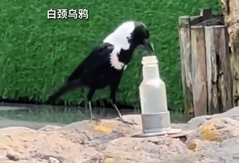 广州一只乌鸦叼石块放入瓶中喝水 网友：原来乌鸦喝水的课文是真的