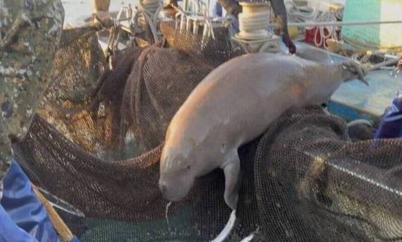 泰国海岸惊现被斩首美人鱼 迷信导致悲剧