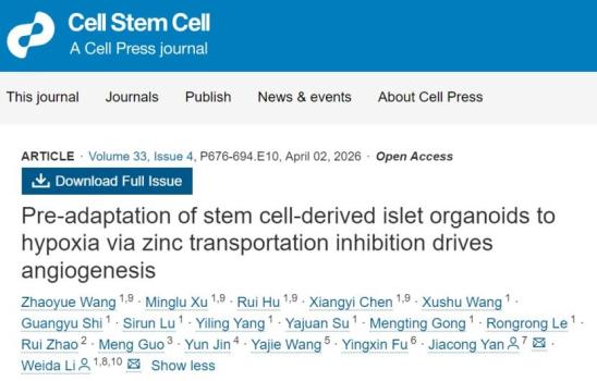 科学家攻克糖尿病细胞治疗三大挑战 一石三鸟突破瓶颈