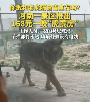景区回应推出168元虎景房：双层防弹防爆玻璃、还有电线