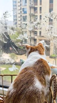 被乌鸫记仇女子称挂老鹰风筝没用 鸟儿护巢有招