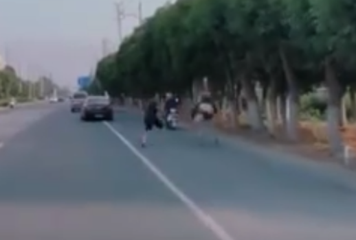 江蘇常熟一鴕鳥清晨出逃馬路狂奔 警車圍堵送返飼養(yǎng)地