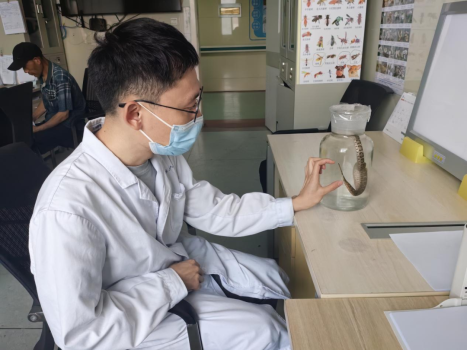 河南已進(jìn)入蛇咬傷高發(fā)期 毒蛇出沒需警惕
