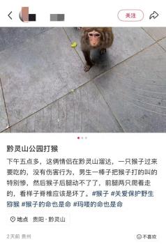 公園回應情侶用棍棒毆打猴子 景區(qū)全力搜尋受傷猴
