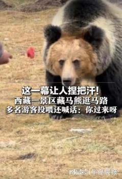 游客投喂藏馬熊 還喊話：你過來呀 心大游客無視警告