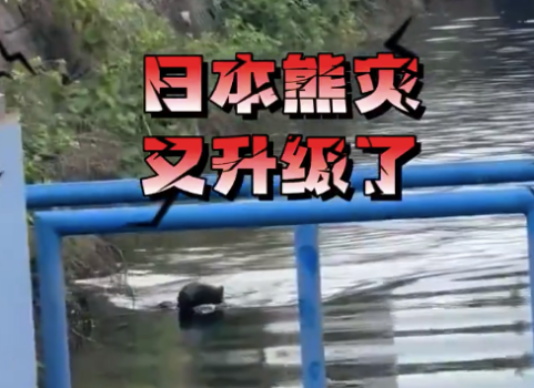 日本熊災再升級 黑熊闖進城區(qū)