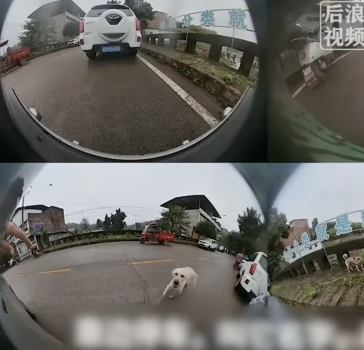 男子開車被狗追竟是丟失半年愛犬 忠心守候終重逢