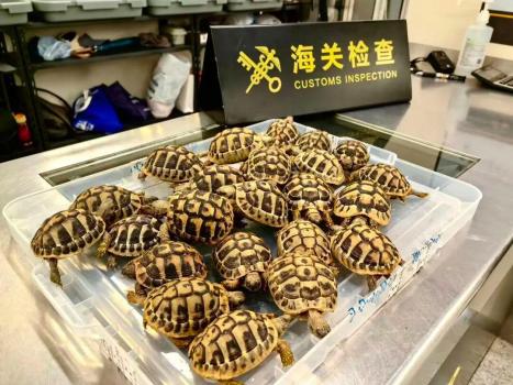 海關(guān)查獲女子褲縫藏26只活龜 瀕危赫爾曼陸龜