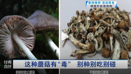 8支棉签藏致幻蘑菇孢子被查获！这种蘑菇“有毒”别吃别种别碰