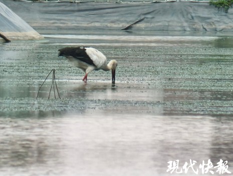蟹塘来了“国保” 半小时吃40只螃蟹
