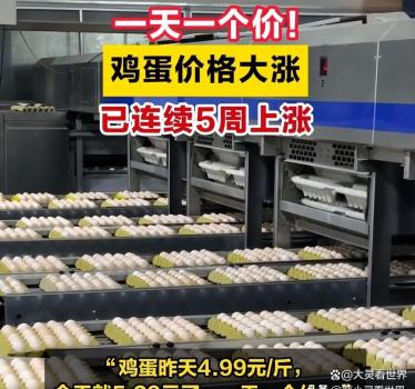 鸡蛋为什么开始“贵过肉” 供需错配推高价格