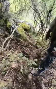 官方回应男子进山捡菌子身亡 疑遭熊袭击身亡
