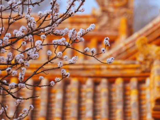 故宫春日壁纸，上新了！