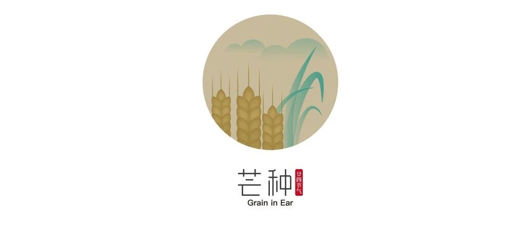 麦子可收 谷黍可种丨芒种