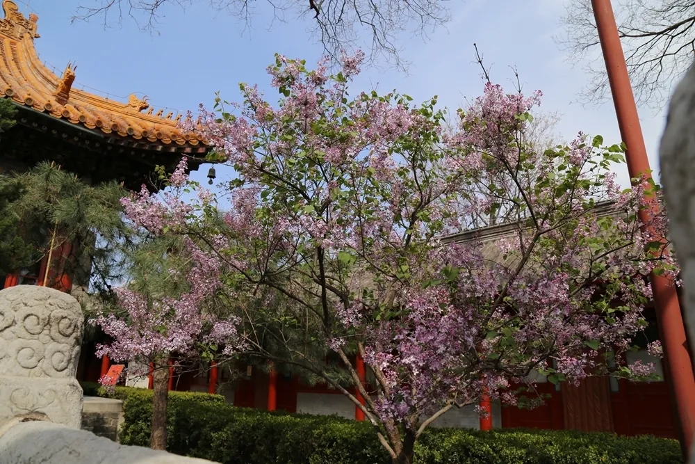 美丽寺院 | 北京广济寺