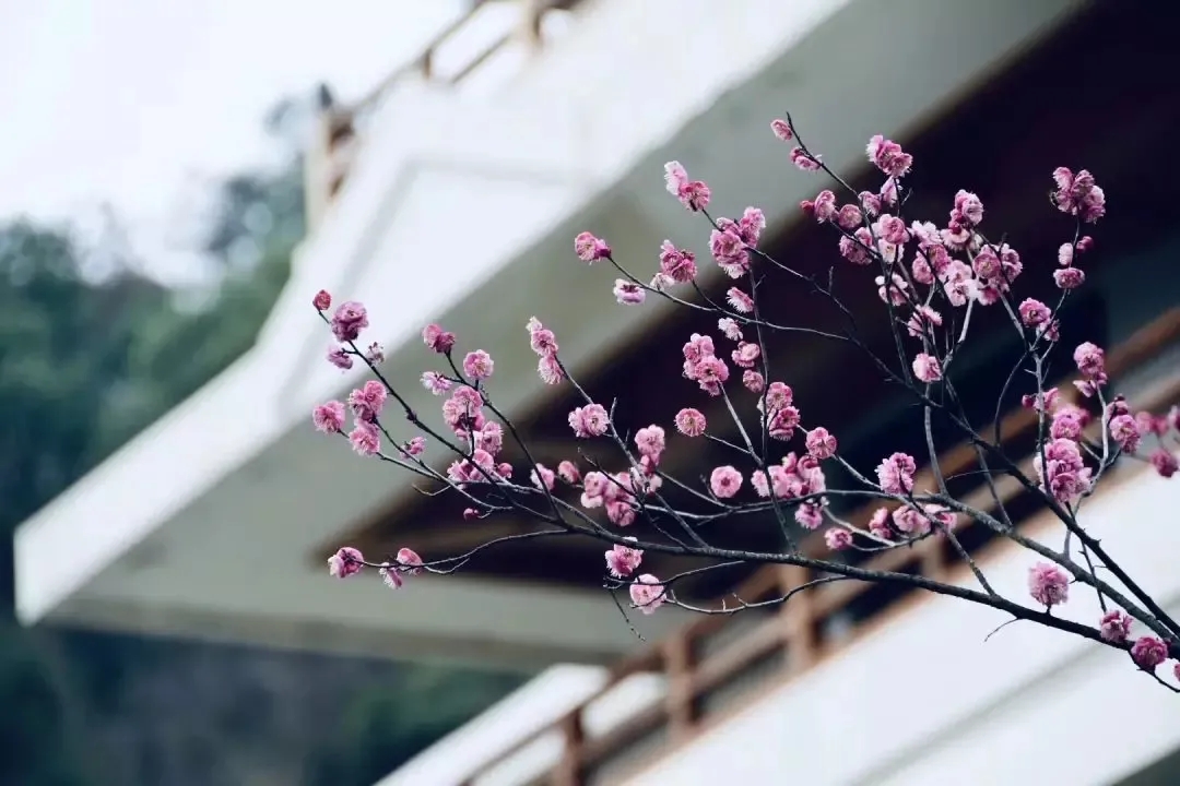 梅花报春来丨立春带你看荆楚禅院梅花烂漫