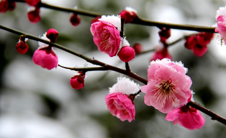 梅花报春来丨立春带你看荆楚禅院梅花烂漫