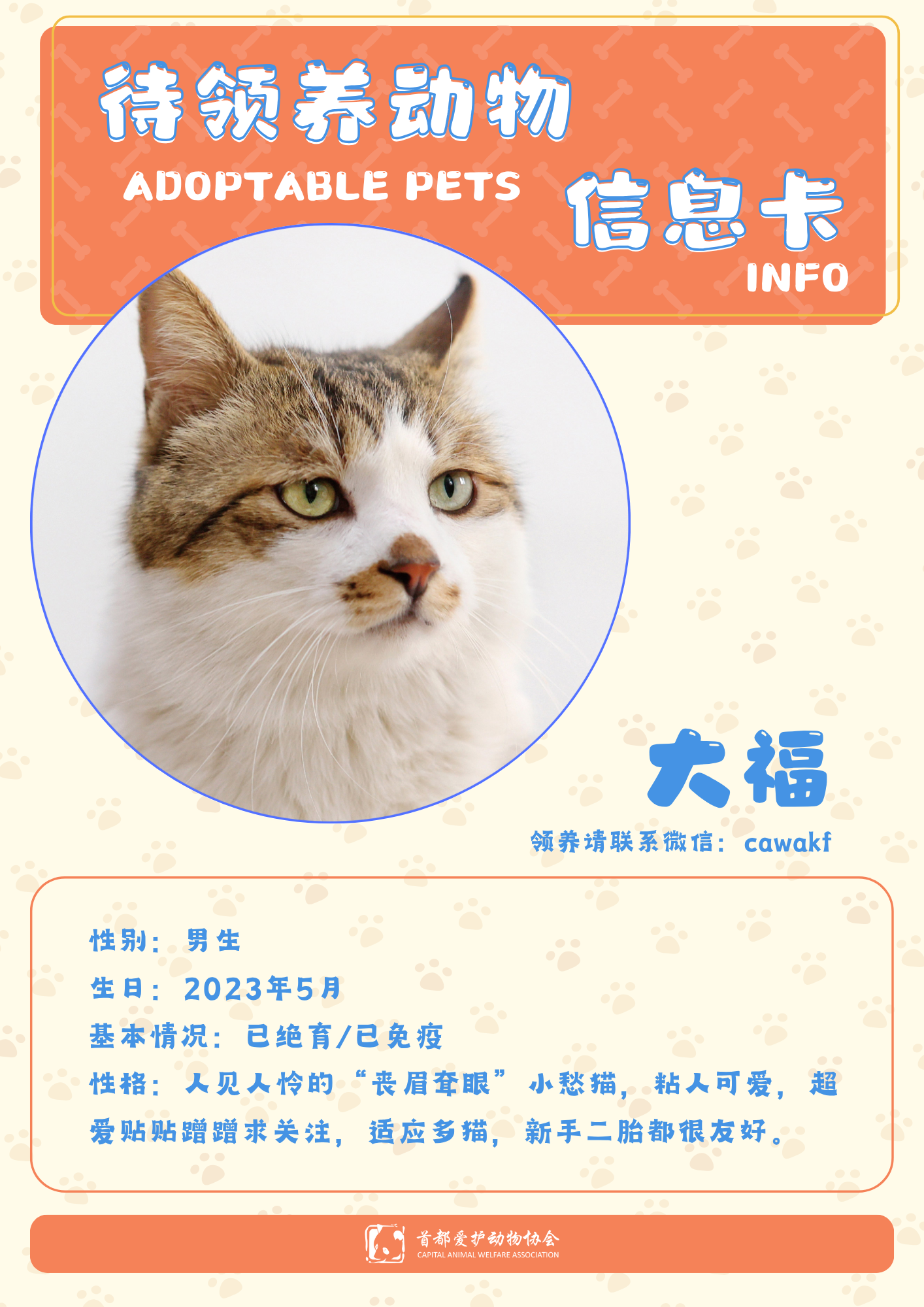 大福-猫-2023年5月