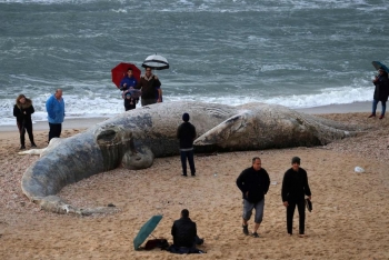 以色列南部海滩现长17米重25吨长须鲸尸体